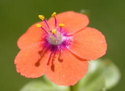  The orange to salmon color of the scarlet pimpernel is a unique indentifying feature of this weed. Image by: James Altland, USDA-ARS 