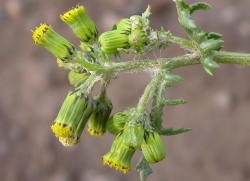  Common groundsel flowers heads are 1/4 to 1/2 inch long, tubular, and yellow. Image by: James Altland, USDA-ARS 