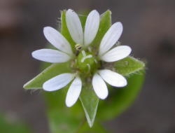 Close-up of flower. James Altland, USDA-ARS