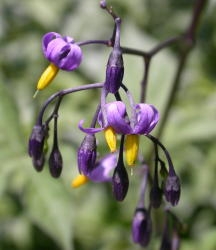  Each flower has 5 purple to white petals, and contrasting yellow stamen that surround the solitary pistil. Image by: James Altland, USDA-ARS 