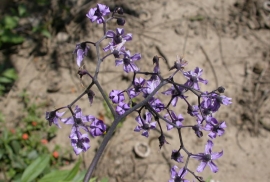  Bittersweet nightshade has large clusters of small, five petal flowers. Image by: James Altland, USDA-ARS 