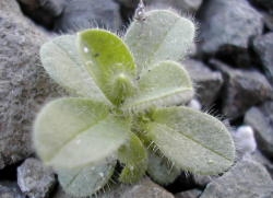  Mouseear chickweed foliage is elliptical, with smooth margins, and very hairy. Hairs on the stems, leaves, and flower buds are James Altland, USDA-ARS 