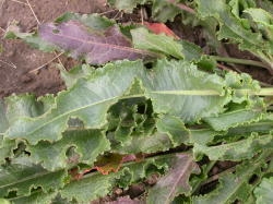 The long narrow leaves have curly or wavy margins resembling cooked bacon.