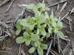  Mouseear chickweed has a low growing, mounding habit. Leaves are fleshy and pubescent. James Altland, USDA-ARS 