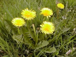  Flowers generally grow several inches above the foliage, however, in regularly mowed lawns, flowers will form on very short stal James Altland, USDA-ARS 