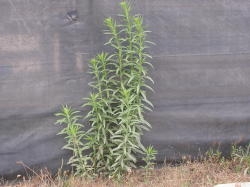  Horseweed sometimes branches low near the soil, but rarely branches above. Image by: James Altland, USDA-ARS 