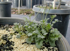  Bittercress can be problematic in container nursery settings. Image by: James Altland, USDA-ARS 