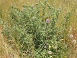 A mature bull thistle plant. Image by: James Altland, USDA-ARS