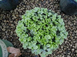  Liverwort thrive in moist container environments with top-dressed fertilizer. Image by: James Altland, USDA-ARS 