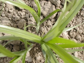  Leaves of yellow nutsedge radiate out from the base of the plant. Image: James Altland, USDA-ARS 