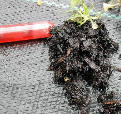  Pearlwort has a large root system, even when foliage is quite small. Image by: James Altland, USDA-ARS 