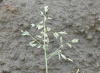  The flowering structure of annual bluegrass is a terminal panicle that can vary from 1 to 4 inches in length. Image by: James Altland, USDA-ARS 