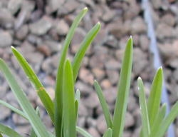  A unique characteristic of annual bluegrass is the tips of the foliage look like canoes. Image by: James Altland, USDA-ARS 