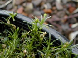  Pearlwort foliage is linear, glabrous and without petioles, and oppositely arranged around the stem. Each leaf is approximately Image by: James Altland, USDA-ARS 