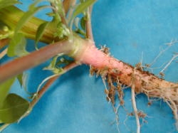  The root system is composed of a highly branched taproot, which is red near the soil line. Image by: James Altland, USDA-ARS 