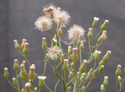  Seed heads are spherical and about 1 cm in diameter with is dirty white pappus. Image by: James Altland, USDA_ARS 