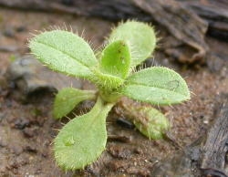  Mouseear chickweed seedling leaves don't look much different from foliage of more mature plants; however, the leaves are smaller James Altland, USDA-ARS 