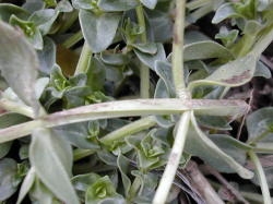  Stems of scarlet pimpernel are noticeably angular. This feature alone can be used to distinguish it from chickweeds. Image by: James Altland, USDA-ARS 