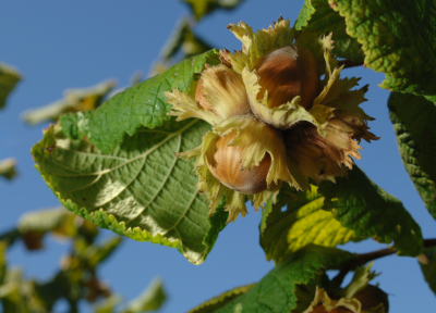 Hazelnuts