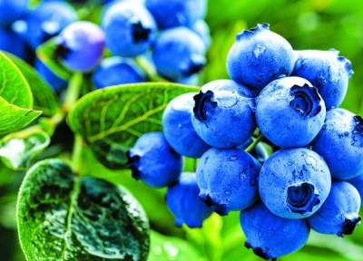 blueberries on the plant
