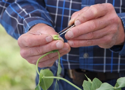 Plant breeding expert Jim Myers demonstrates how to emasculate a pea flower at a workshop on plant breeding and seed saving put on by UAF’s Cooperative Extension Service on Aug. 26.  Photo by Laura Weingartner