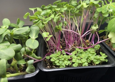 microgreens in containers. OSU Extension, Brooke Edmunds