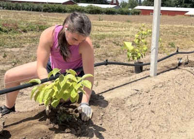 Ella Stephens, a seasonal employee, plants kiwiberry at OSU’s North Willamette Research & Extension Center in Aurora, OR. (Kyle Odegard/Capital Press)
