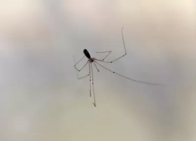 a translucent spider with long legs against a light grey background