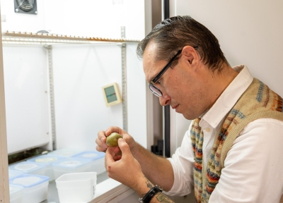 Alexander Butcher examines the number of mealybugs on a sprouted potato to measure the efficacy of mating disruption  Credit: Josie Noteboom