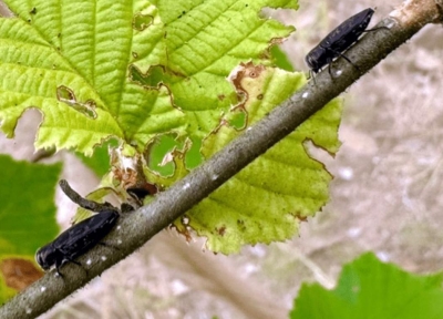 Pacific flatheaded borer pair in a field cage, showing feeding damage to leaves and bark.  Credit: Heather Andrews