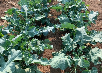 Kale plants in a home garden. Photo: Sara Monk
