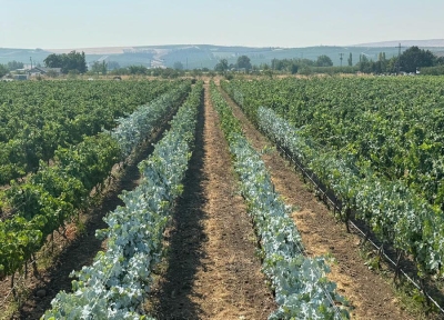 vineyard. Credit: Cody Copp