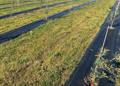 Rows of young olive trees have been planted in a 1-acre research field prepared with weed mat and drip irrigation.  Credit Neil Bell