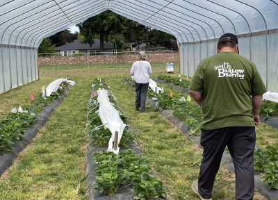 Strawberry field trials under high tunnels at the OSU North Willamette Research and Extension Center in Aurora. Credit Kym Pokorny
