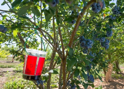 A spotted-wing drosophila trap hangs from a ripening blueberry bush in a research plot at the OSU North Willamette Research and Extension Center in Aurora, Ore.  Credit Lynn Ketchum