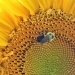 bee on a sunflower. Photo: Samantha Chisholm Hatfield 2022