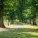 Walkway on campus going between a row of trees. (Photo: Progress Magazine)