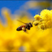 A honey bee approaches the blossom of an Acacia tree during sunny spring weather in London, Friday, March 19, 2021.(AP Photo/Frank Augstein)