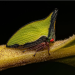 Close up image of a green and black Treehopper 