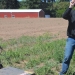 Marcelo Moretti demonstrates electric weed control at a past Oregon Blueberry Field Day at OSU's North Willamette Research and Extension Center in Aurora, Ore. Moretti is working on the technology for use in both blueberries and hazelnuts.