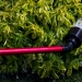 watering plants.  photo: Christine Tannous, Memphis Commercial Appeal Via USA Today Network