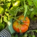 gloved hand holding a tomato on the vine.