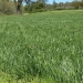 Tall fescue grown at the OSU Lewis-Brown Farm in Corvallis.  Credit: Chris Branam