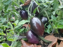 OSU released a new purple tomato called Midnight Roma.Jim Myers/OSU Extension