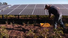 OSU faculty research assistant Matt Davis harvests potatoes on a research plot located within a solar array. Brandon Swanson / OPB