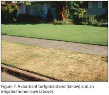 Figure 7. A dormant turfgrass stand (below) and an irrigated home lawn (above).